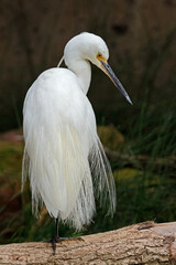 An eastern great egret (Ardea alba modesta) standing in natural habitat, South Australia