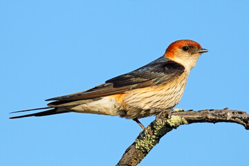 A greater striped swallow (Cecropis cucullata) perched on a branch against a clear blue sky, South Africa