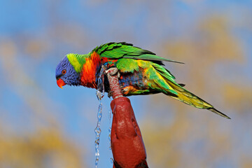 A colorful rainbow lorikeet (Trichoglossus moluccanus) perched on a garden fountain, South Australia