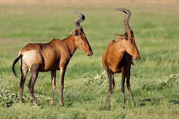 Two red hartebeest antelopes (Alcelaphus buselaphus) standing in natural habitat, Kalahari desert, South Africa