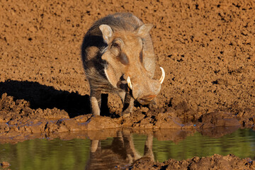 A warthog (Phacochoerus africanus) at a muddy waterhole, Mokala National Park, South Africa