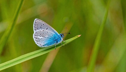 Vibrant Blue Butterfly Perched Delicately on a Green Blade of Grass in Nature.