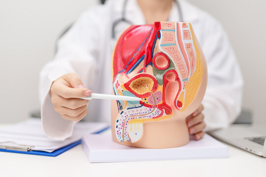 Doctor with Male Reproductive System anatomy model. Male consultation, Prostate Cancer, Enlarged prostate, Prostatitis disease, Male Infertility, Erectile dysfunction, Penis and Male genital disorder