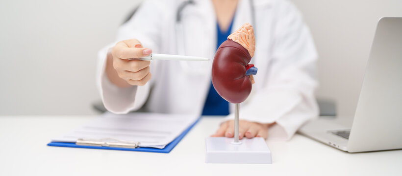 Doctor with Kidney Adrenal gland anatomy model. disease of Urinary system and Stones, Cancer, world kidney day, Chronic kidney, Urology, Nephritis, Renal, Transplant and health concept