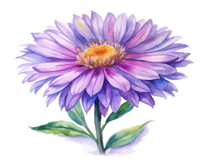 Fototapeta premium Watercolor New England Aster Flower Art, Purple Wildflower Botanical, isolated on white background