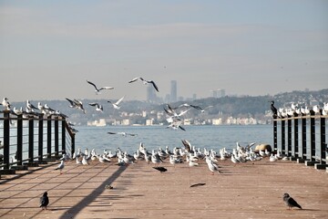 Birds Resting on Wooden Dock with Cityscape, Seagulls Perched on Pier in Istanbul Bosphorus
