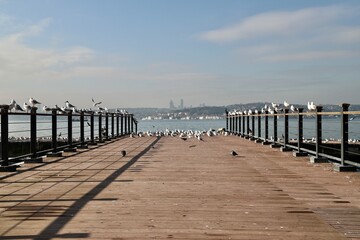 Birds Resting on Wooden Dock with Cityscape, Seagulls Perched on Pier in Istanbul Bosphorus