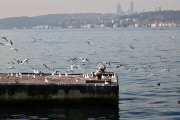 Birds Resting on Wooden Dock with Cityscape, Seagulls Perched on Pier in Istanbul Bosphorus