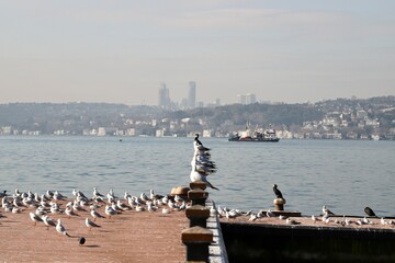 Birds Resting on Wooden Dock with Cityscape, Seagulls Perched on Pier in Istanbul Bosphorus