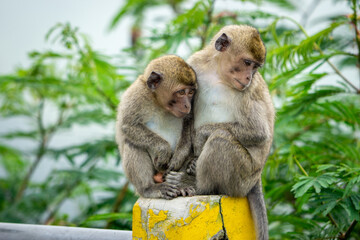 Naklejka premium Crab eating macaque (Macaca fascicularis, long tailed macaque, cynomolgus macaque, monyet ekor panjang) in the wild