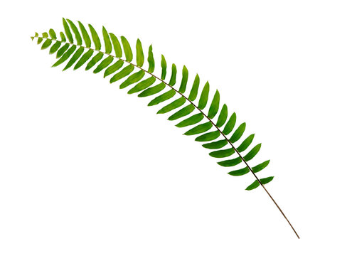 Green fresh leaf isolated on white background.