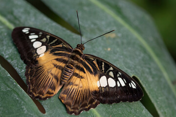 Parthenos sylvia, the Clipper or Brown Clipper.