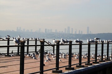 Birds Resting on Wooden Dock with Cityscape, Seagulls Perched on Pier in Istanbul Bosphorus