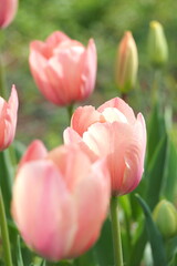 植物　花　夕方　畑　風景