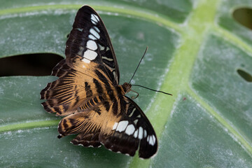 Parthenos sylvia, the Clipper or Brown Clipper.