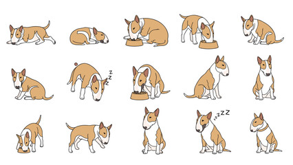Obraz premium Charming bull terrier dog illustrated in many different natural poses such as sleeping eating sitting and standing on white.