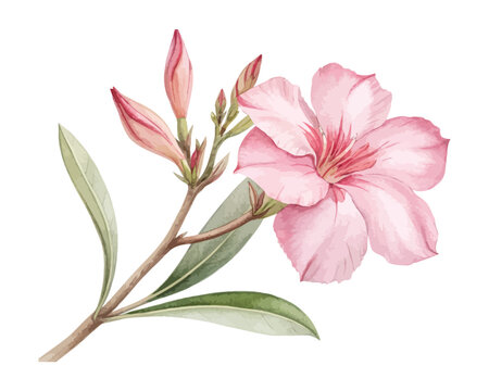 Pink Oleander Watercolor Bloom, Mediterranean Garden Botanical Illustration Isolated on White
