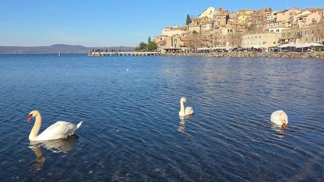 Swans swimming in Lake Bracciano with the medieval village of Anguillara Sabazia in the background, Lazio, Italy