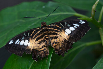 Parthenos sylvia, the Clipper or Brown Clipper.