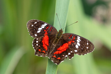 Anartia amathea, the Brown Peacock Butterfly.