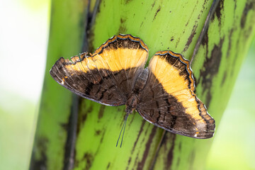 Eurytela dryope, the Golden Piper Butterfly.