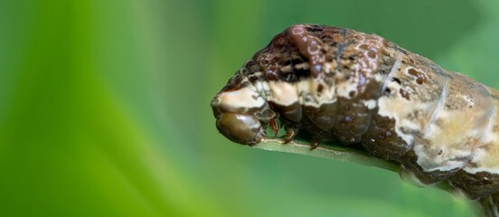 A King Swallowtail caterpillar (Papilio thoas).