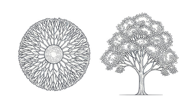 Top View and Side View of a Detailed Tree Sketch