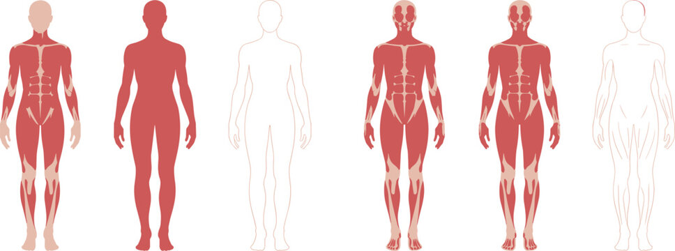 Human anatomy diagrams showing muscle groups in red and beige on a white background untitled