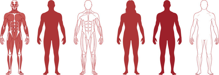 Human Anatomy Diagrams Showing Muscles and Skeleton untitled