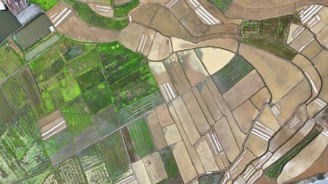 High-Altitude Drone Shot: Farmer Cultivating Muddy Water Fields in Spring, Rural China