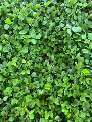 Green leaves background