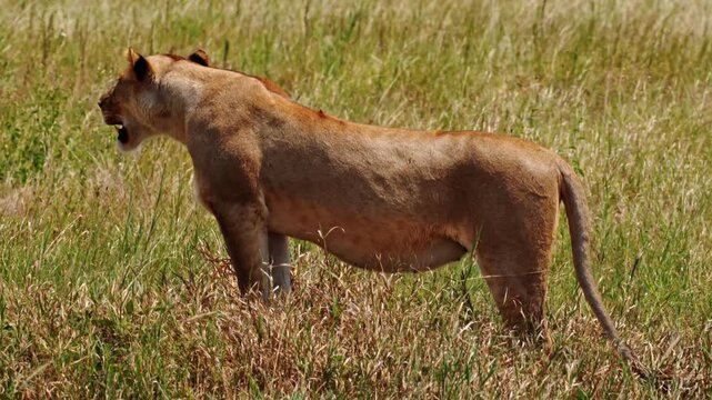 Lone lioness patrolling the vast plains of Serengeti National Park, Africa, on the prowl for her next hunt. Cinematic wildlife scene capturing predator instinct, tension, and raw savannah survival.