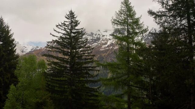 Snow capped mountain peaks seen through tall pine trees in the Alps