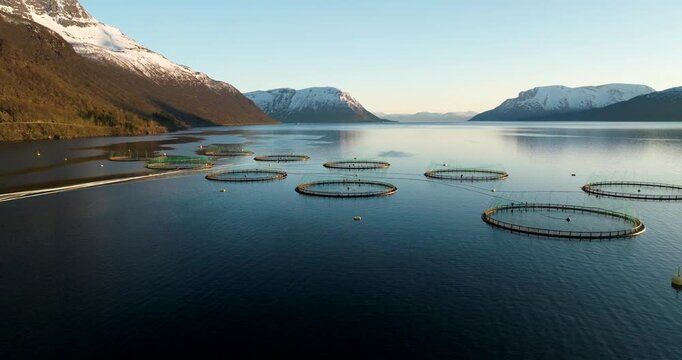 Midnight sun drone view over Gratangen aquaculture salmon farm in fjord, Norway