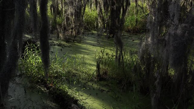 Lots of twigs lie on the water, and the surface is covered with green vegetal matter. All around, magnificent tree foliage moves gently in the dancing wind.