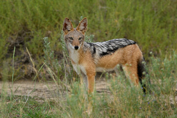 Fototapeta premium A black-backed jackal standing amongst shrubs