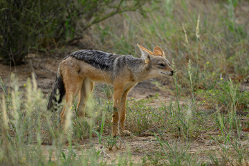 Fototapeta premium A black-backed jackal standing amongst shrubs. 