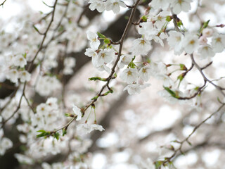 植物　自然　春　花　風景