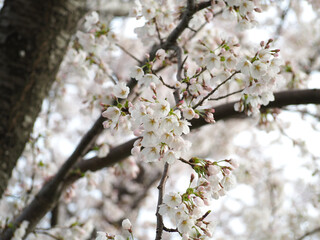 植物　自然　春　花　風景