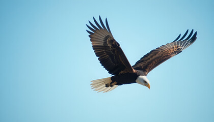Obraz premium A majestic bald eagle soars through a clear blue sky with its wings spread wide.