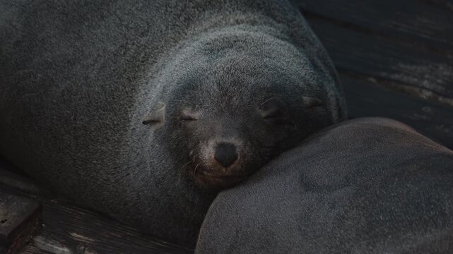 Group of Lazy brown fur seals closeup lying sunbathing on waterfront False Bay. Cape Town, Western Cape, South Africa.Wild animals. View seal Arctocephalus pusillus in Hout Bay Harbour, Hout Bay,