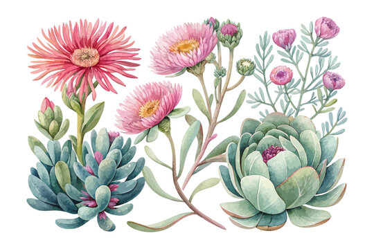 Ice Plant Watercolor Bloom, Colorful Succulent Botanical Illustration Isolated on White