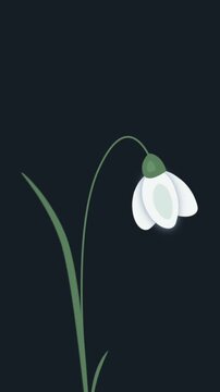 Snowdrop Animation. Animated Card. Spring Banner. White Snowdrop Flower on Black Background. First Spring Flower