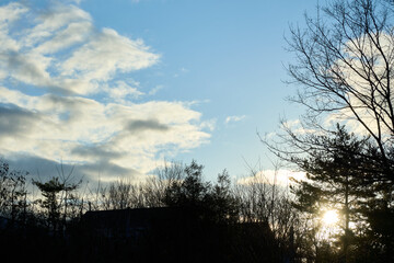 冬の早朝、朝日が作る暗い木々のシルエットと明るく光る雲の風景