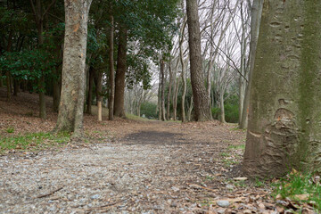 冬の雑木林の中を真っ直ぐに伸びる枯葉の落ちたの遊歩道