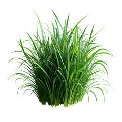 Lush green grass isolated on white background fresh lawn clump