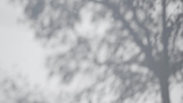 Shadow of tree branch sway in the wind on white wall background