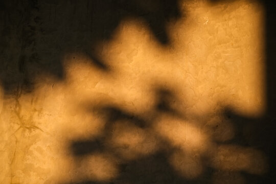 Atmospheric close-up of warm morning sunlight casting soft, blurry leaf shadows onto a textured cement wall, creating a dreamy and minimalist aesthetic perfect for a cinematic nature wallpaper.