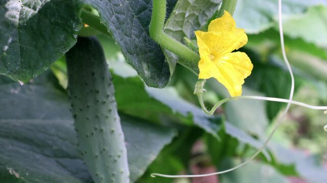 A bee pollinates a flowering cucumber in a garden in close-up. 4k video