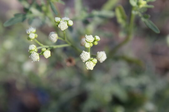 Parthenium hysterophorus, Santa Maria feverfew or congress grass